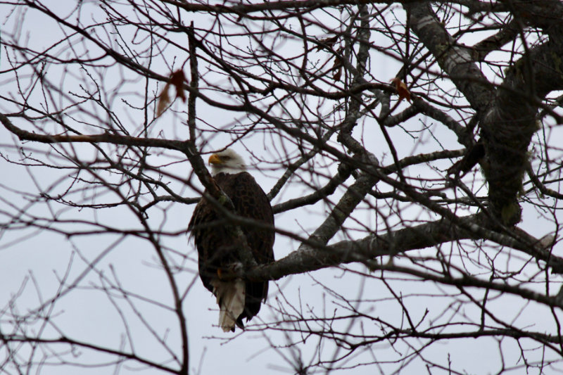 bald eagle overlookin the narraguagus river