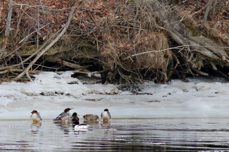 female and male common mergansers on ice