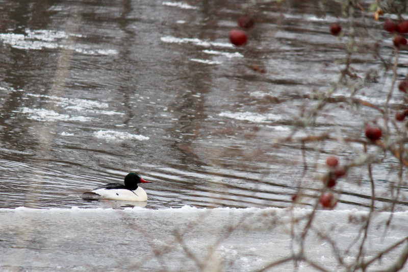 male common merganser on the narraguagus river