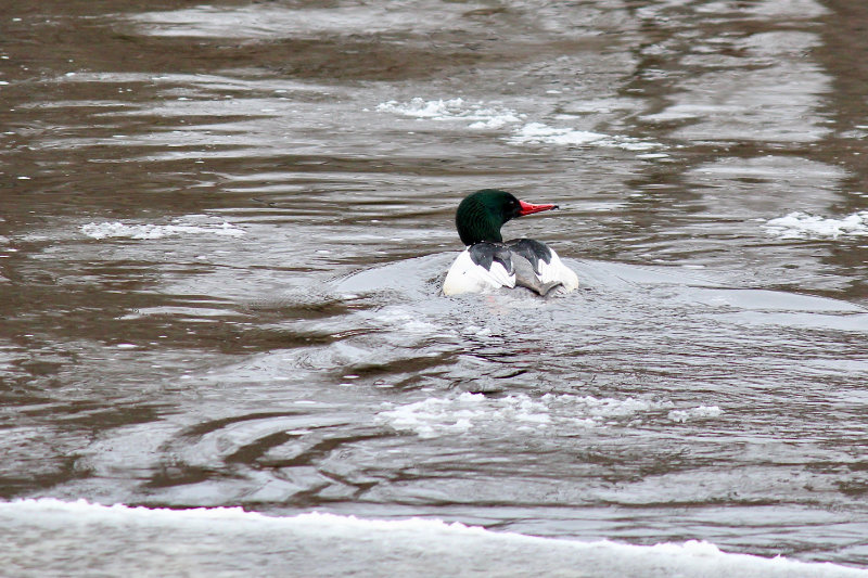 male common merganser on the river