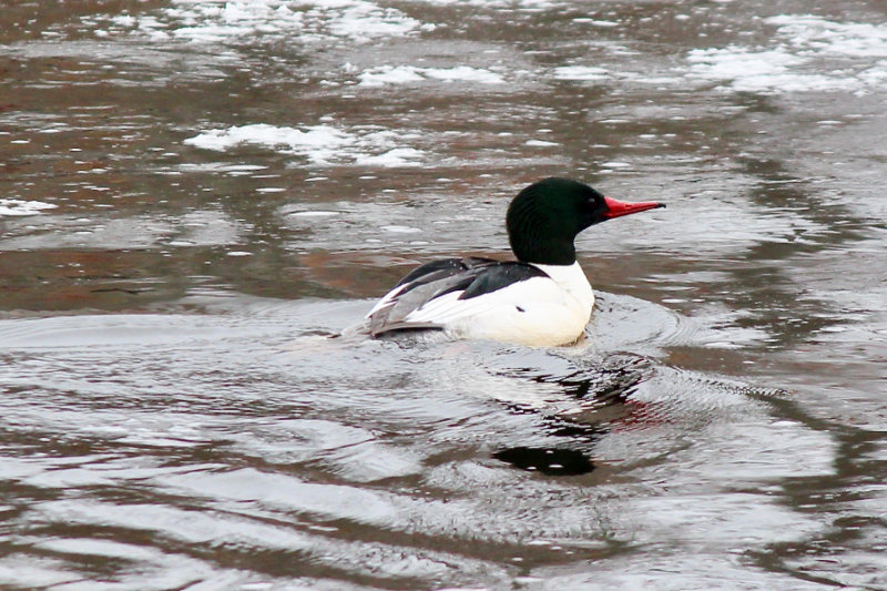 close up of male common merganser