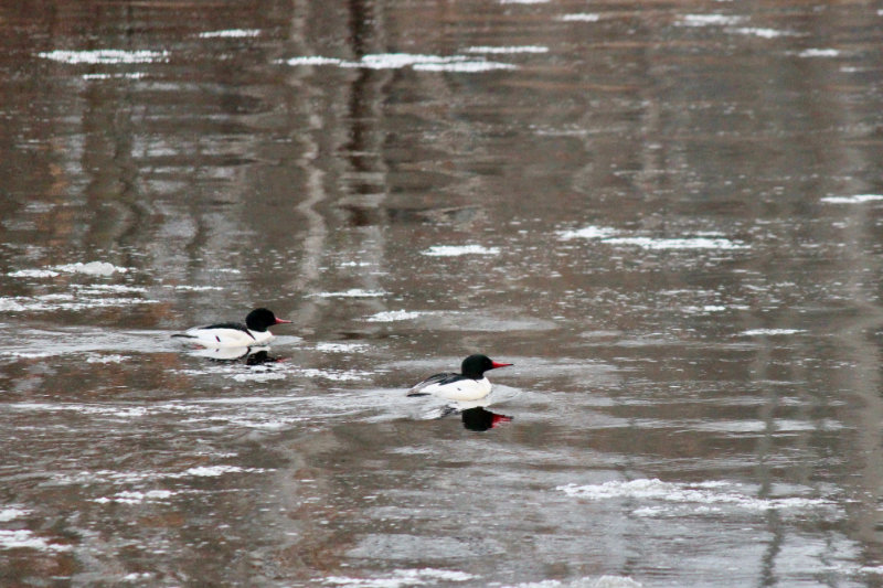 a pair of common merganser males