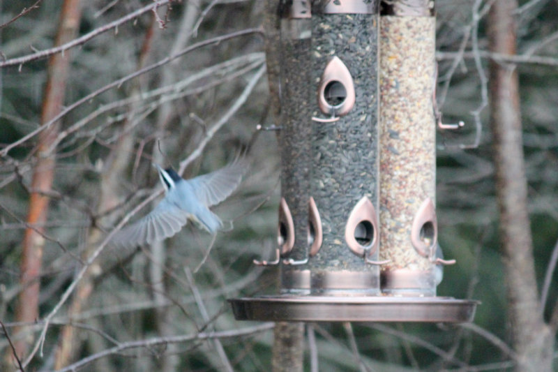 nuthatch in flight