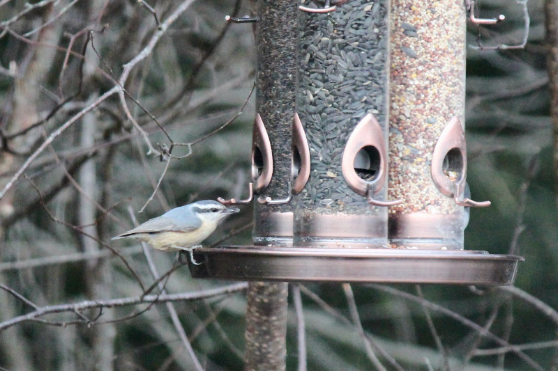 nuthatch at the feeder