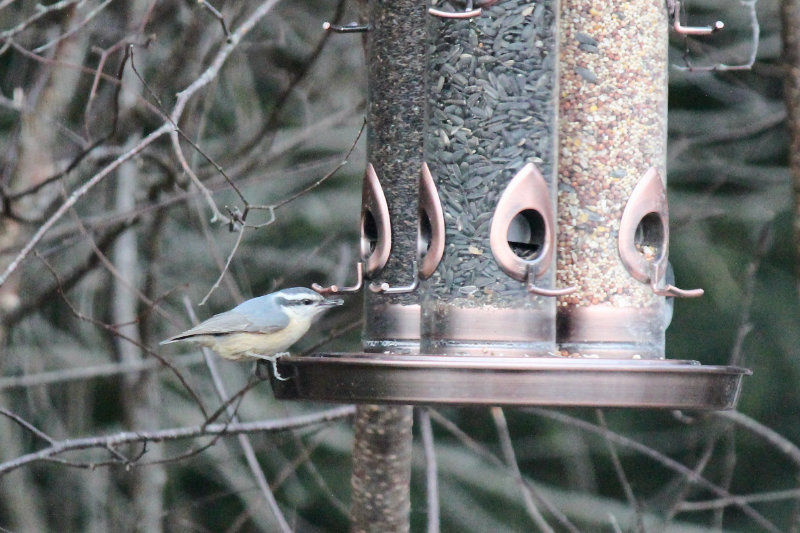 nuthatch at the feeder