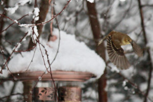 goldfinch in flight