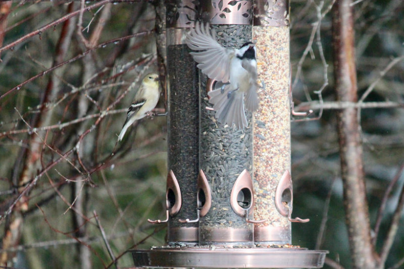 goldfinch and chickadee 