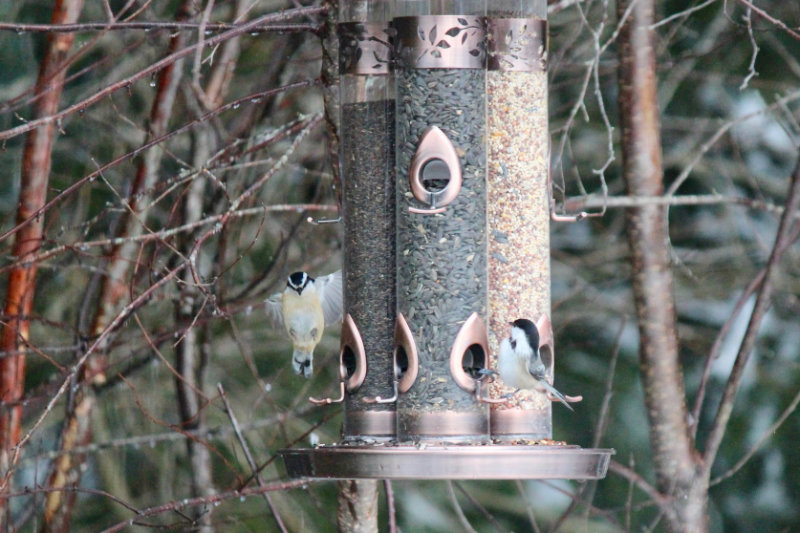 nuthatch coming in for a landing