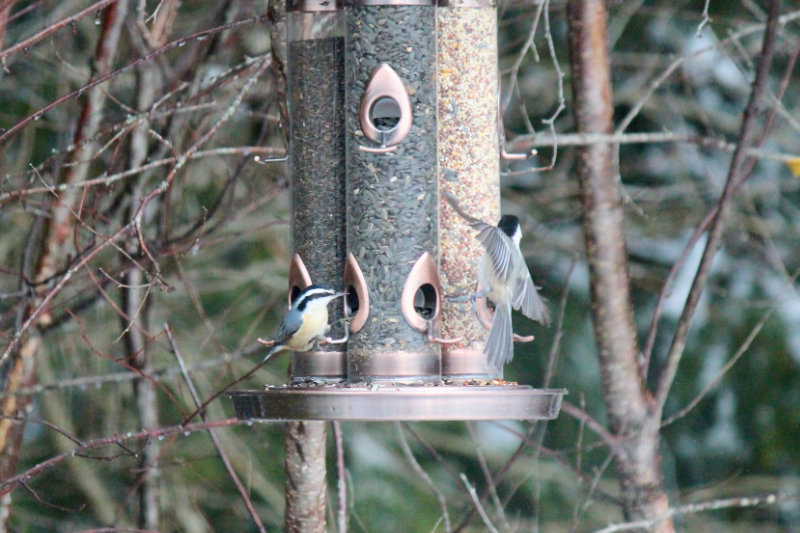dinky birds at the feeder