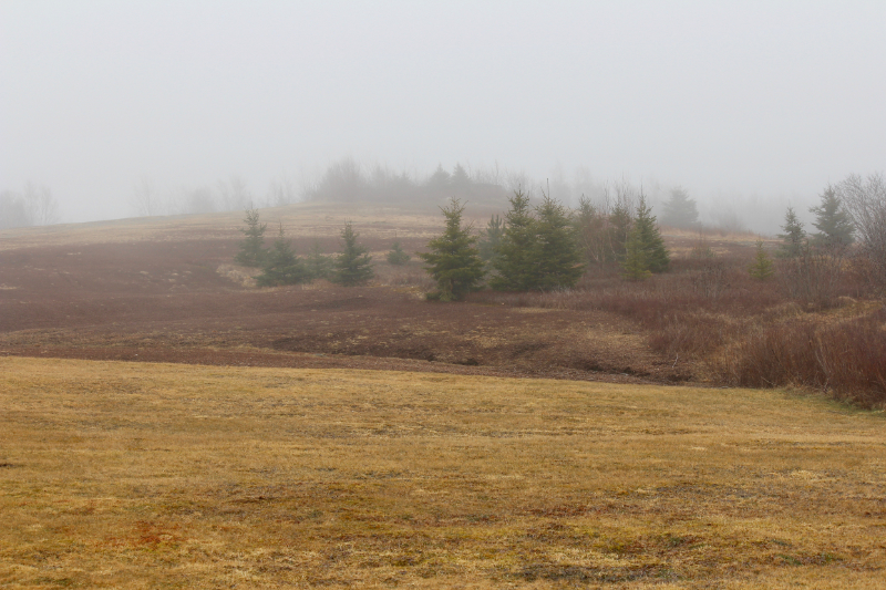 Maine Fog