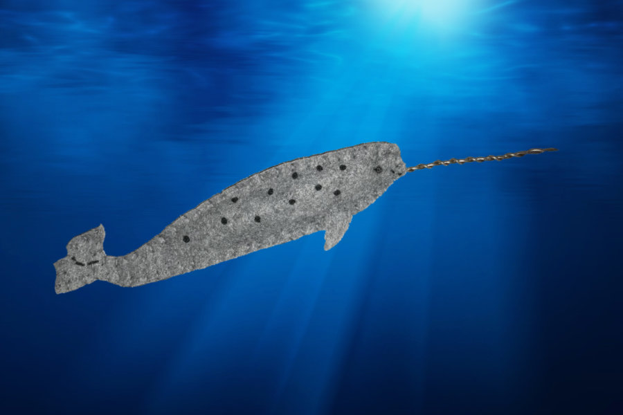 Unicorn of the Sea – The Narwhal