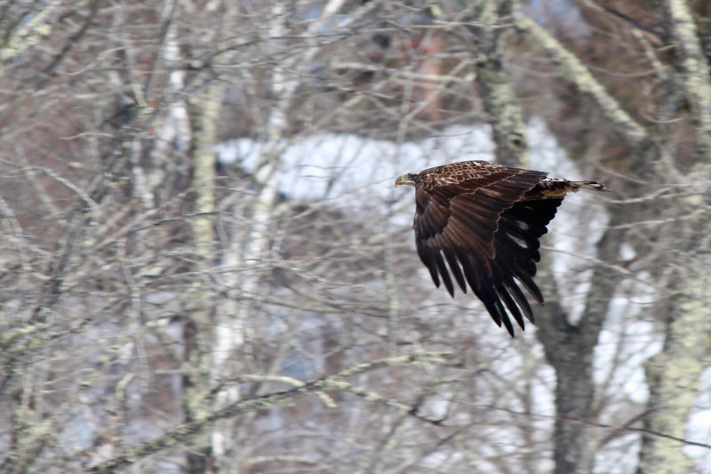 Bald Eagle in Flight by Hannah S. Bennett
