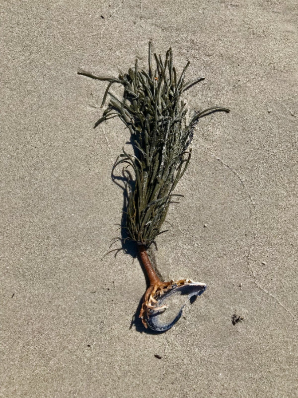 seaweed on shell