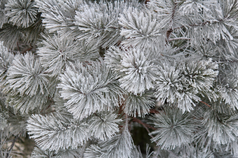 A Frosted March Morning