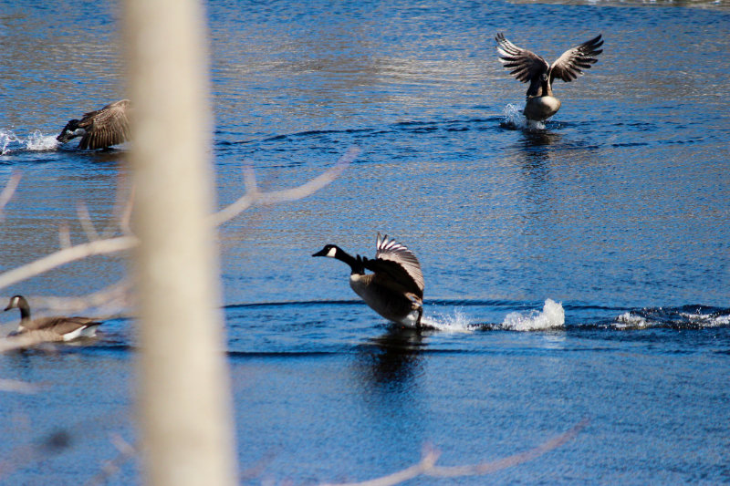 Canada Geese