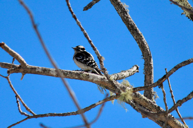 Downy Woodpecker by Susan Jordan Bennett