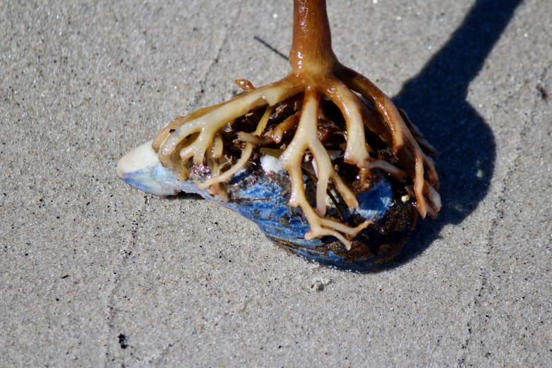 seaweed rooted on shell