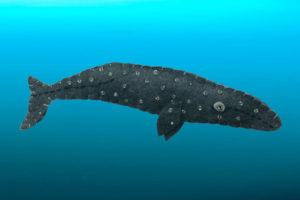 gray whale