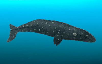 The Gentle Gray Whale