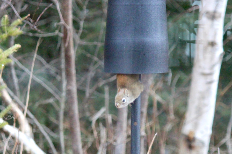 a baffling squirrel baffle