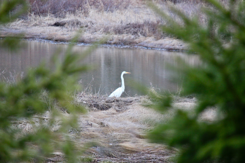 Great Egret – Another Sign of Spring