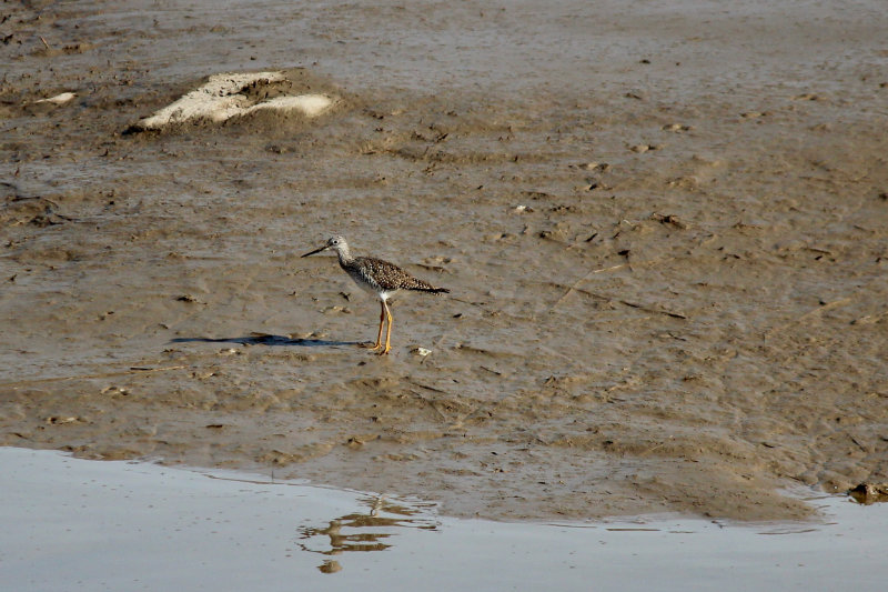 Lesser Yellow Legs in Maine