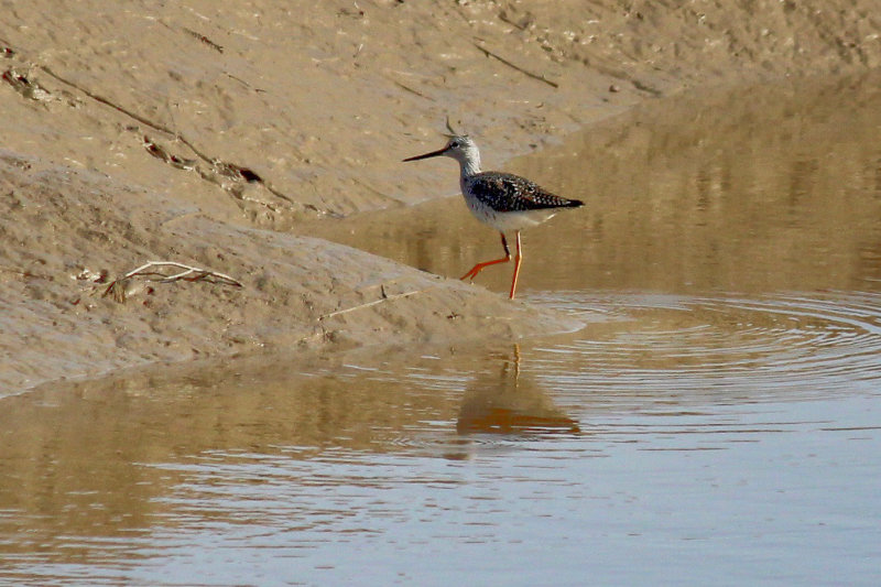 Greater Yellowlegs on the Mudflats