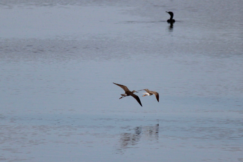 Lesser Yellow Legs in Maine