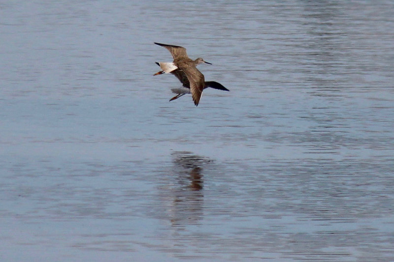 Lesser Yellow Legs in Maine