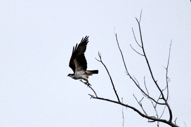 Evening Osprey