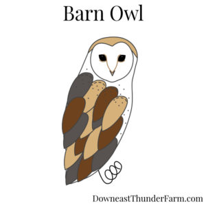 Barn Owl Kit