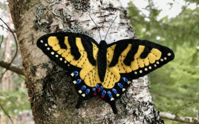 Eastern Swallowtail Butterfly