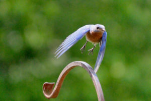 bluebird in PA