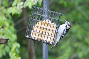 downy woodpecker, hairy woodpecker