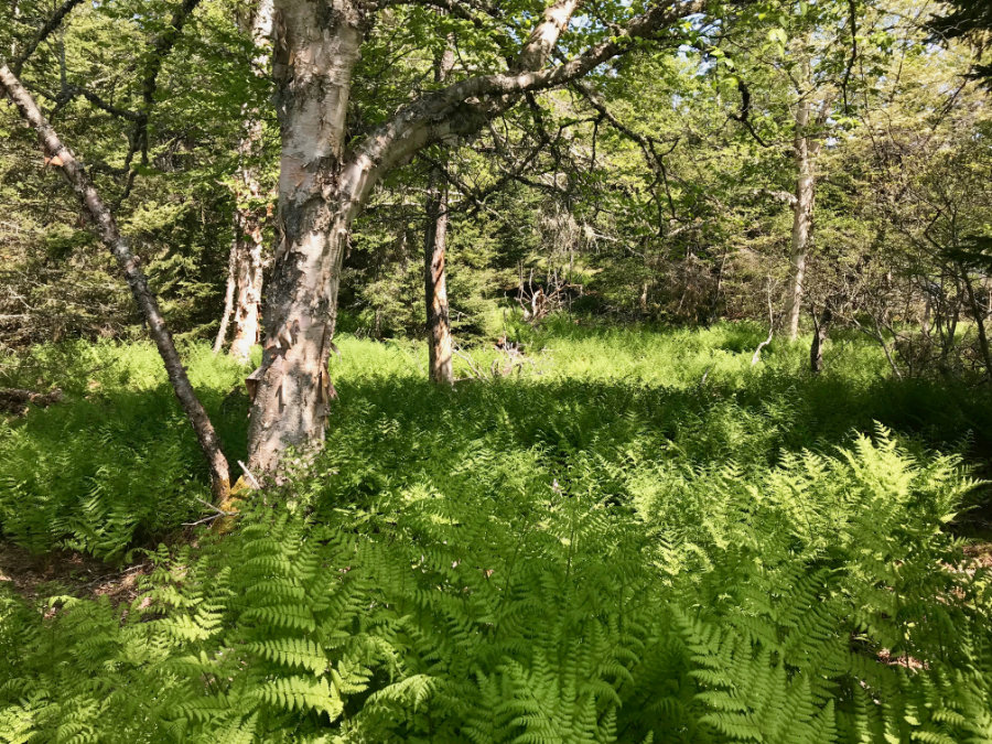 field of ferns in Maine