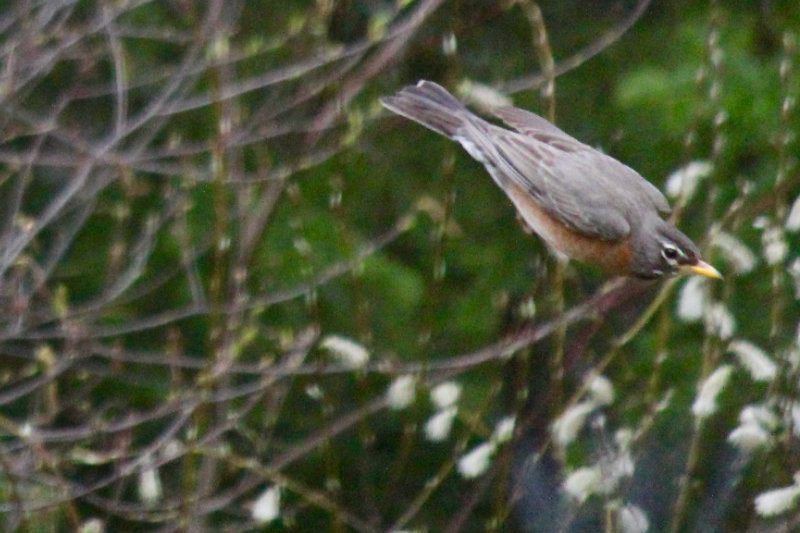 american robin