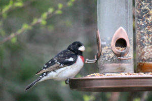 Rose Breasted Grosbeak