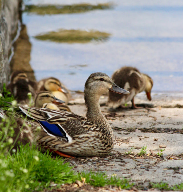 A Mama and Her Babies