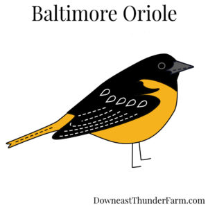 Baltimore Oriole Kit