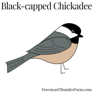 Black-capped Chickadee Kit