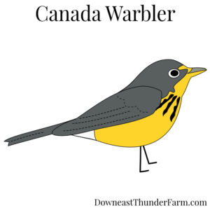 Canada Warbler Kit