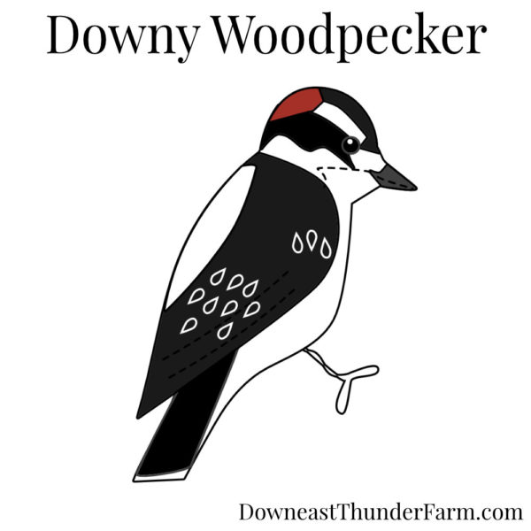 Downy Woodpecker Kit