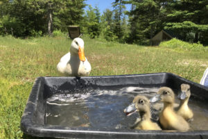 ducklings first swim