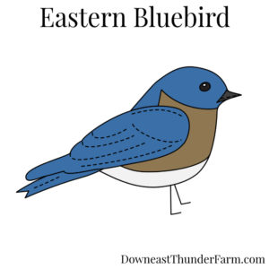 Eastern Bluebird Kit