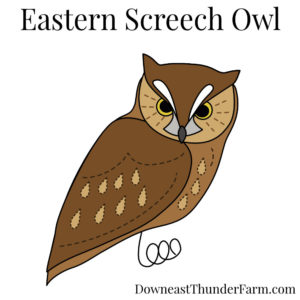 Eastern Screech Owl Kit