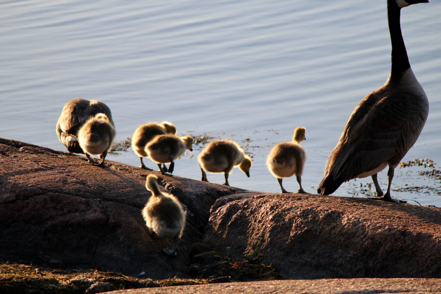 In Search of Goslings