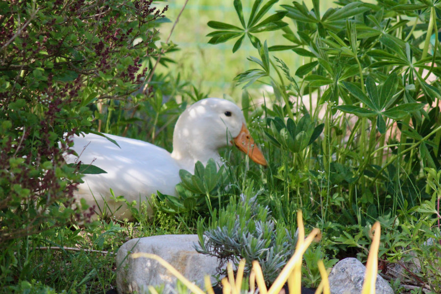 A Lonely Duck