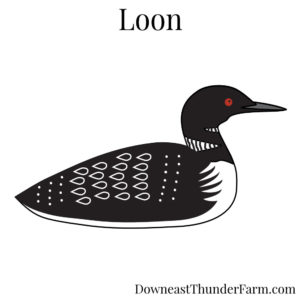 Loon Kit