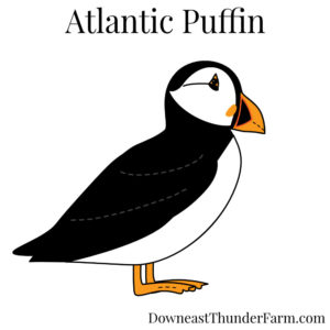 Atlantic Puffin