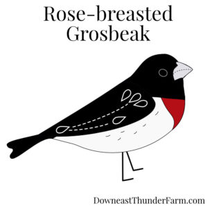 Rose-breasted Grosbeak Kit